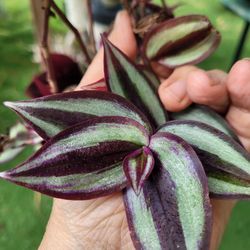$8plant natural