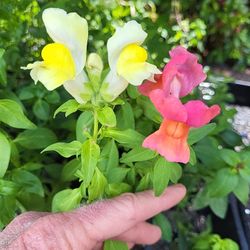 Organically Grown FLOWER & VEGETABLE in Pots Or 6 Pack 