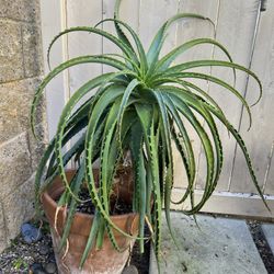 2 large Aloes In Clay Pots $50 Each