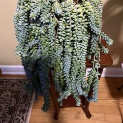 🫏Burro’s Tail Plant🫏