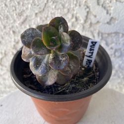 4 Inch Pot Succulent Plant - Dusty Rose - Echeveria Gigantea Rose - Rooted & Established - Drought Resistant - 🪴