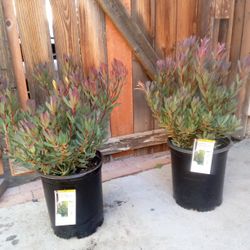Hawaiian Plants $10 Each