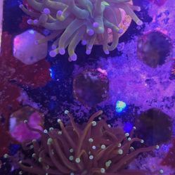 Coral Frag Aquarium Decoration Saltwater Reef Tank 