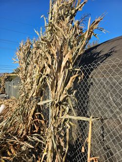 Dried Corn Stalks – Halloween & Fall Decorations🎃