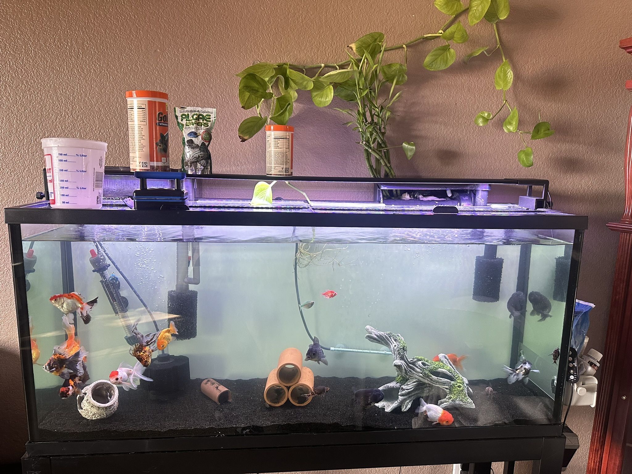 55 Gallon Fish Tank With Stand