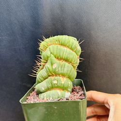 Eulychina Cactus Imported Cactus 