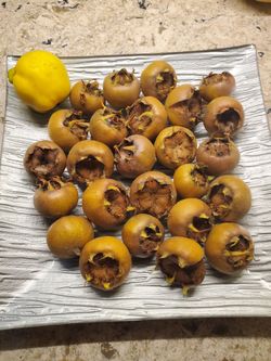 Medlar fruit!