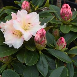 ‘Unique’ Rhododendron Plants 