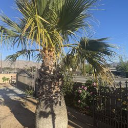 Palm For Sale