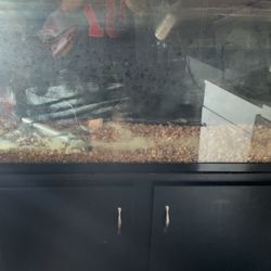 55 Gallon Fish tank And Stand