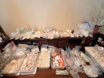Massive Lot of Handpicked Assorted Seashells