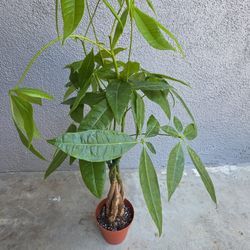 Money Tree