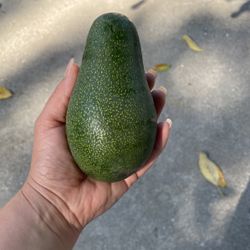 Avocados For Sale