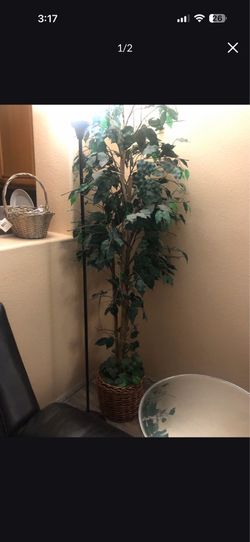 Tall tree