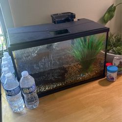 Free Fish tank And Fish + Supplies