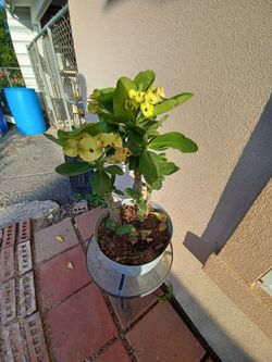 Corona De Cristo Flor  amarilla