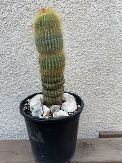 Parodia leninghausii Cactus Plant