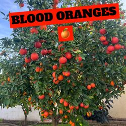 Blood Oranges