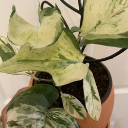 “Manjula” Pothos | Air Purify | On Decorative Pole | $5 Discount With Local Pickup
