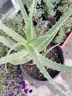 Aloe vera 3 gallon