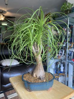Ponytail Palm Bonsai for Sale in Queens, NY - OfferUp