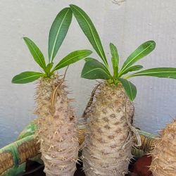Madagascar Palm Trees - Pachypodium lamerei