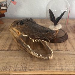 Taxidermy, Gator And Butterfly.