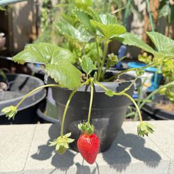 Organic Strawberry’s Plants