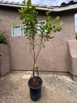 Fuyu Persimmon Tree