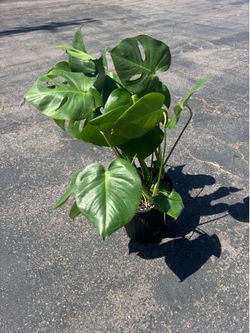 🌿 Beautiful, Healthy Monstera