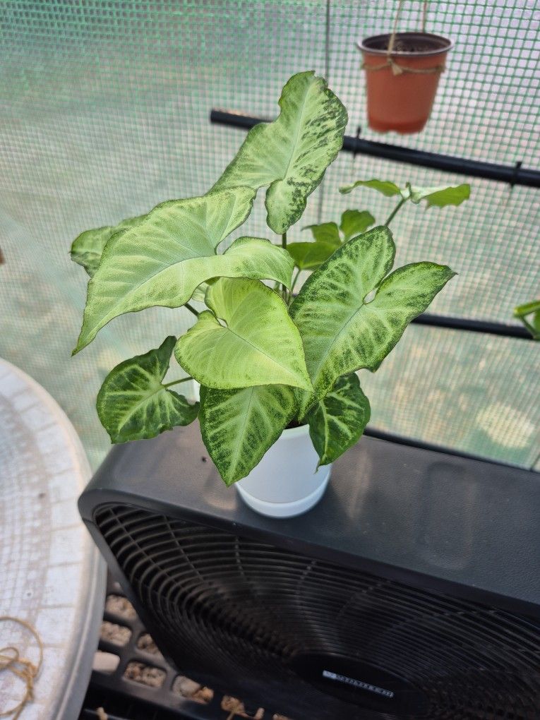 Arrowhead Plant