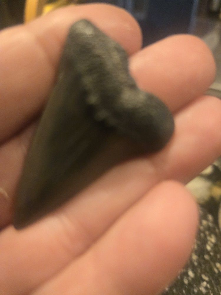 Black Shark Tooth In Showcase