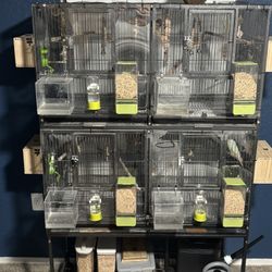 Bird Cage 