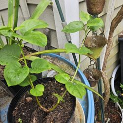 Garden Plant Lilac Purple 