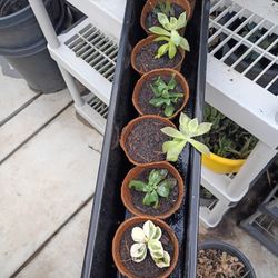 Rooting Plants For Sale