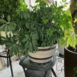 Dwarf Umbrella Plant 