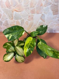 Indoor HousePlant Combo- Hoya Australis Lisa & Philodendron Green Congo