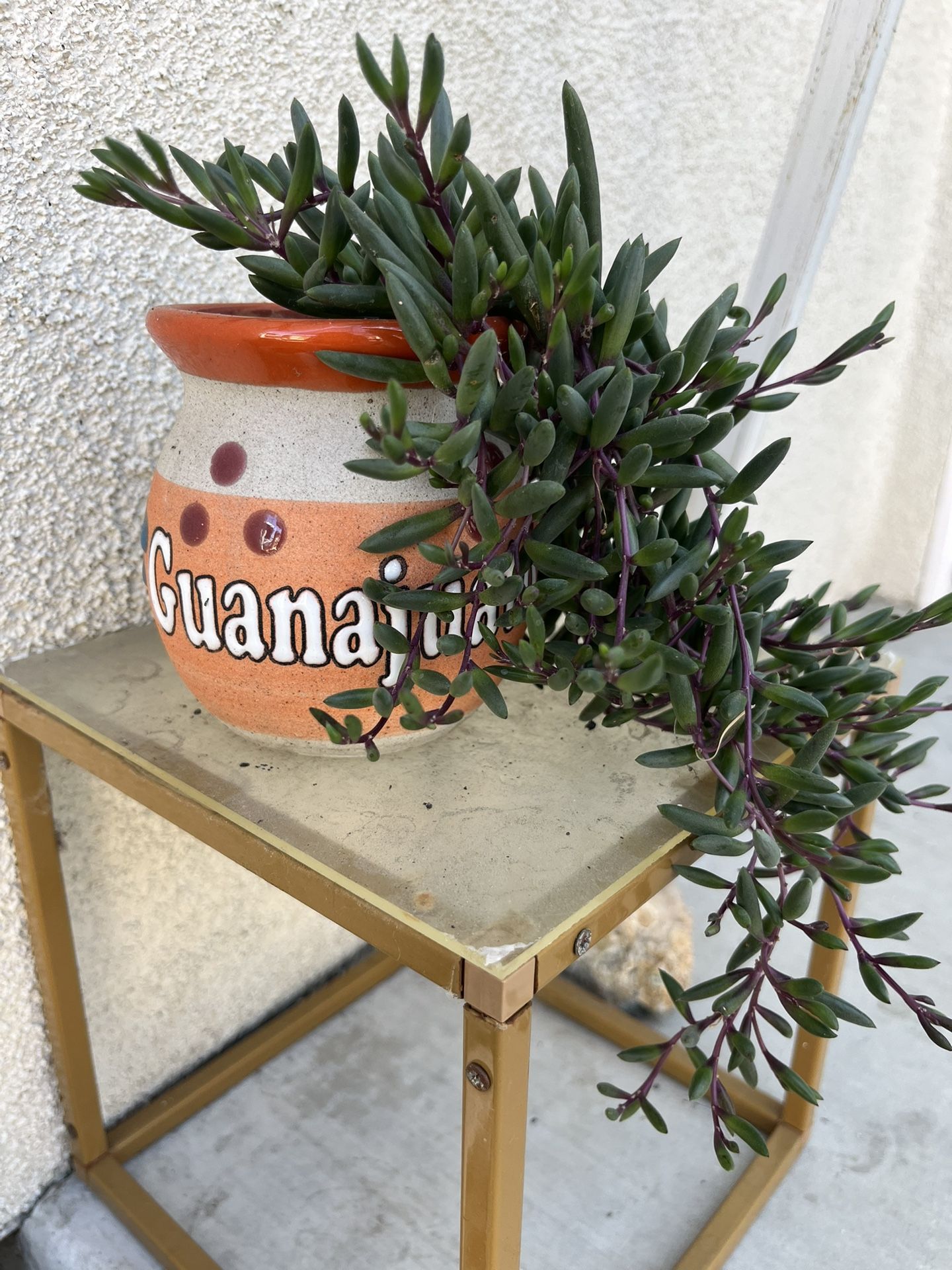 Ruby Necklace Rooted Plant