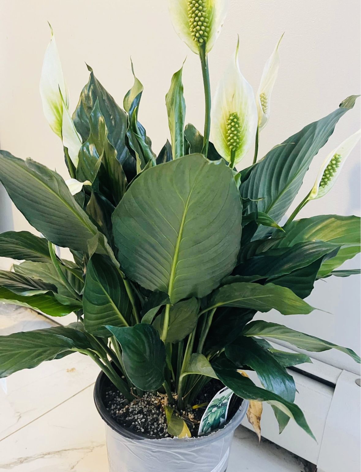 Peace Lily. Real Picture