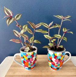 Tradescantia Zebrina Inch Plants in Mosaic Mugs