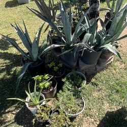 Plants