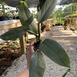 Philodendron Silver Sword