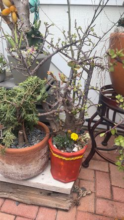 Elephant / jade plant combo