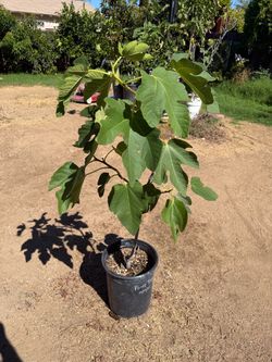 Ponte Tresa Fig Tree 5 gallon