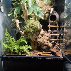 Crested Gecko Bio Active Reptile Tank