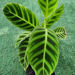 Calathea Zebrina Rare Variegated Plant 