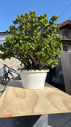 Planta De Abundancia