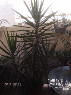 Yucca Tree - Reseda - obo