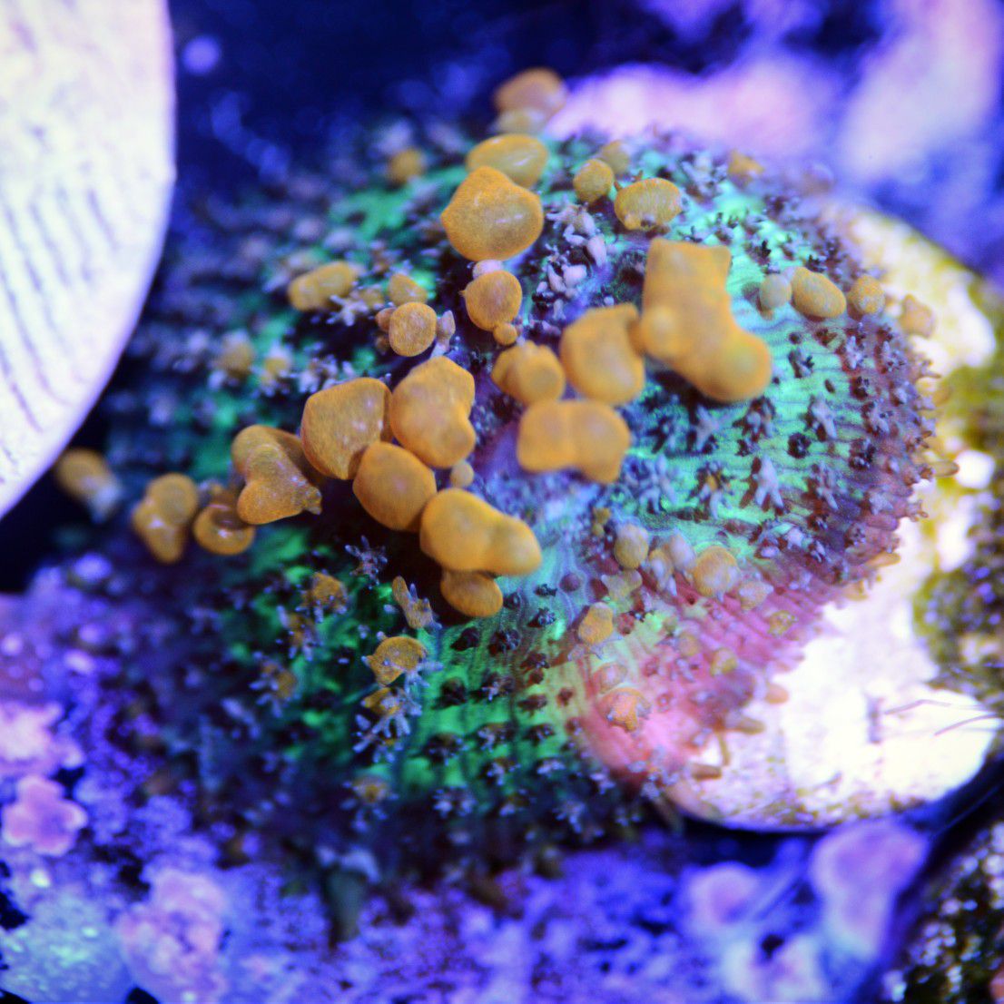 Zoanthid Blasto Acan Coral Sunkist Bounce