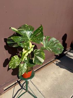 6” monstera thai constellation